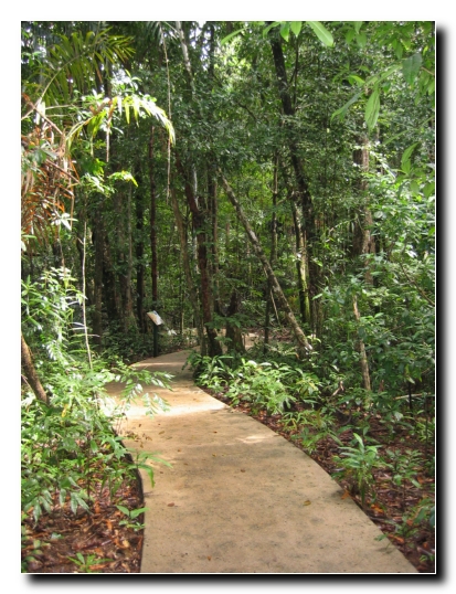 028 Regenwald Boardwalk